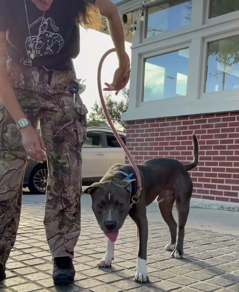 A gray and white pit bull mix in a blue bandana walking on the patio bricks at golden hour, led on a pink leash by a Take Paws volunteer